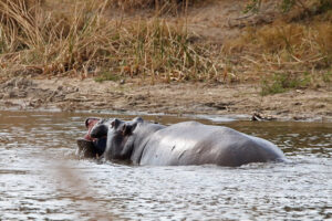 Hippo