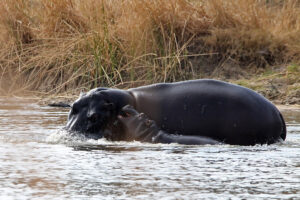 Hippo