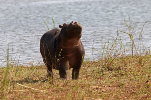 Hippo