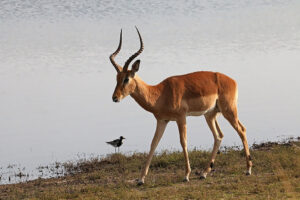 Impala