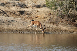 Impala