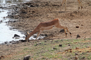 Impala