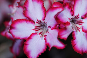 Impala Lily