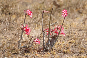 Impala Lily