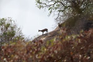 Klipspringer