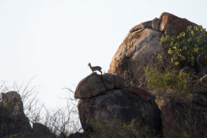 Klipspringer