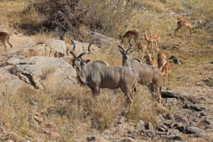 Kudu