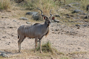 Kudu