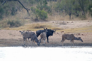 Kudu