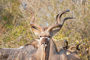 Kudu