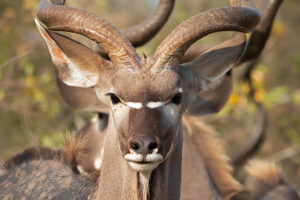 Kudu