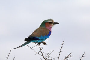 Lilac Breasted Roller