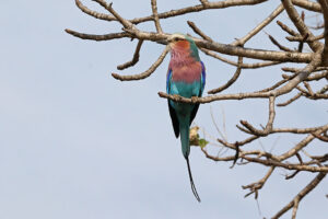 Lilac Breasted Roller