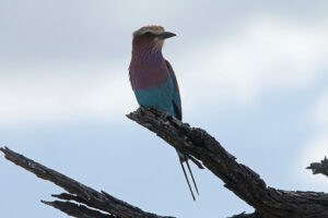 Lilac Breasted Roller