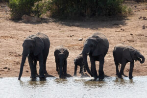 Lion and Elephants