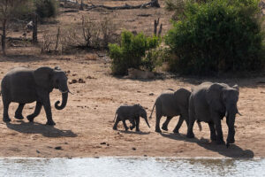 Lion and Elephants