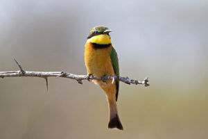 Little Bee Eater