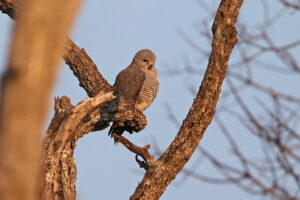 Lizard Buzzard