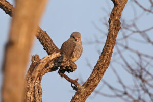 Lizard Buzzard