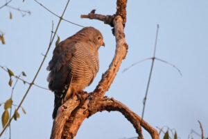 Lizard Buzzard
