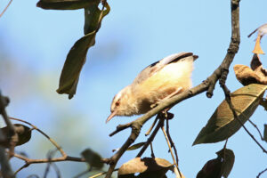 Long Billed Crombec