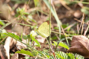 Lowveld Grass Yellow