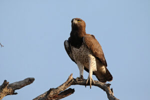 Martial Eagle