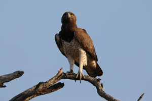 Martial Eagle