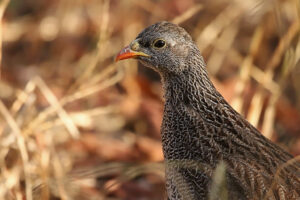 Natal Spurfowl