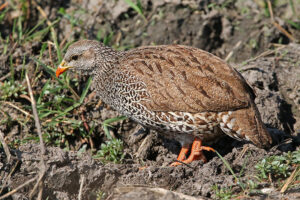 Natal Spurfowl