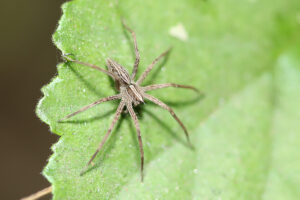 Nursery Spider