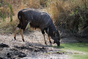 Nyala