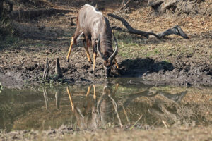 Nyala