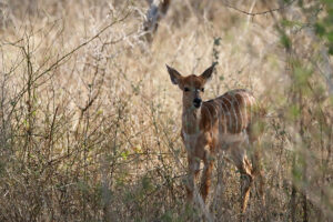 Nyala