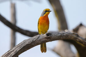 Orange Breasted Bushshrike