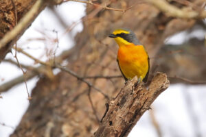 Orange Breasted Bushshrike