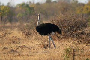 Ostrich