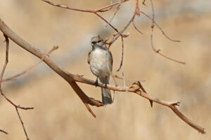 Pale Flycatcher