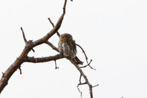 Pearl Spotted Owlet