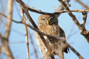 Pearl Spotted Owlet