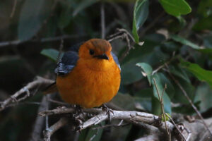 Red Capped Robin Chat