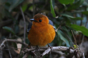 Red Capped Robin Chat