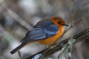 Red Capped Robin Chat