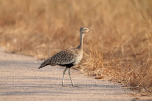 Red Crested Korhaan