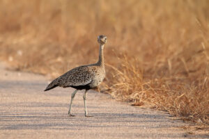 Red Crested Korhaan