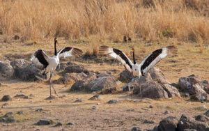 Saddle Billed Stork