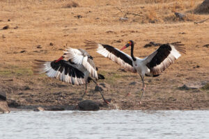 Saddle Billed Stork