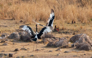 Saddle Billed Stork