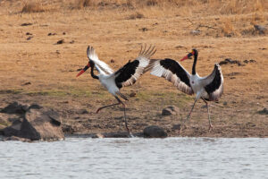 Saddle Billed Stork