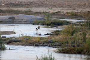 Saddle Billed Stork Hamerkop